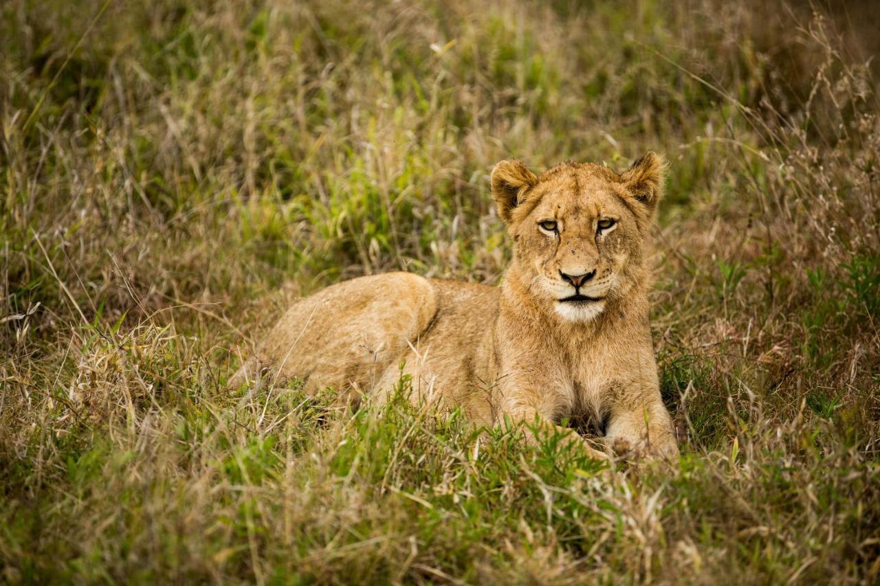 Hamiltons Tented Camp Mluwati Concession Εξωτερικό φωτογραφία