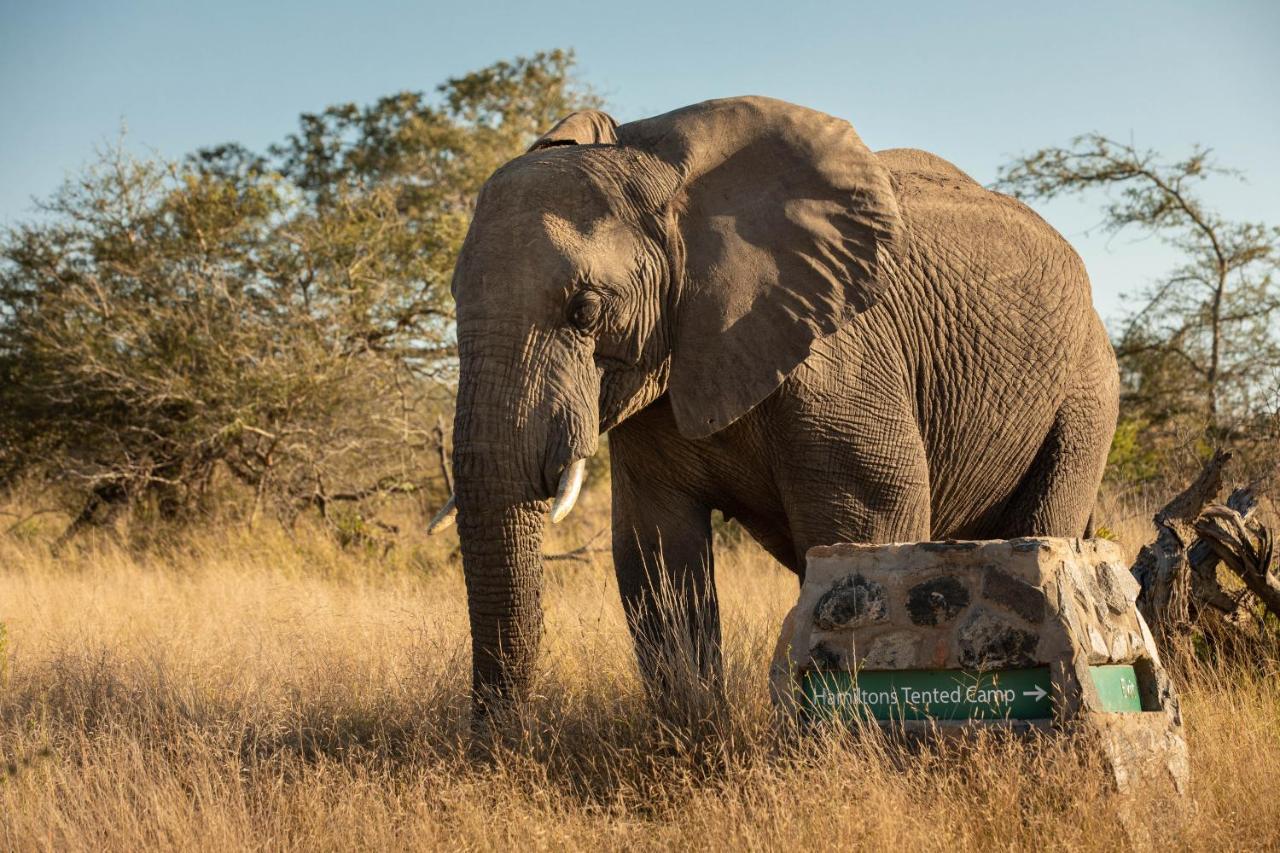 Hamiltons Tented Camp Mluwati Concession Εξωτερικό φωτογραφία
