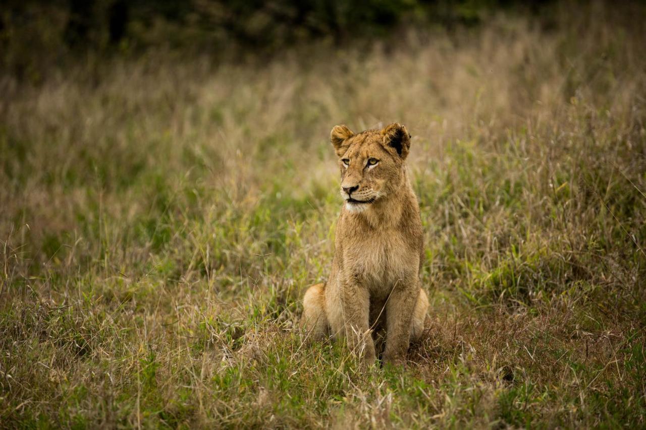 Hamiltons Tented Camp Mluwati Concession Εξωτερικό φωτογραφία